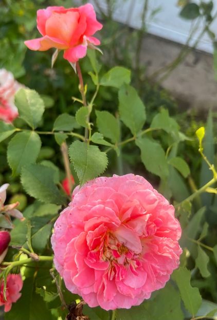 94E3446D-3CBD-4A06-AE19-7921A734603C - Trandafiri la balta 2023 2