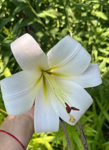 436CC729-FE6C-4AF8-8252-719631B56C6A - Crini 2016 2023