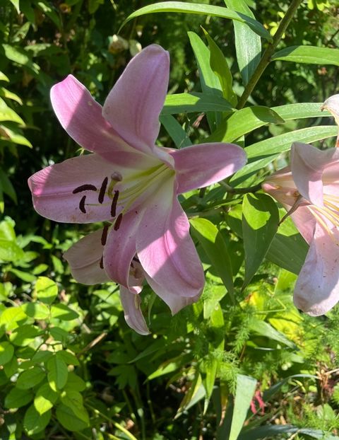 3A3FBEB3-294C-4CA4-BF70-2B24AF102837 - Crini 2016 2023