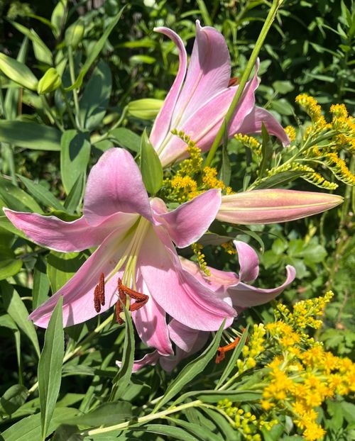 C6BC30B8-BD03-46F3-9A25-611CA5960E7A - Crini 2016 2023