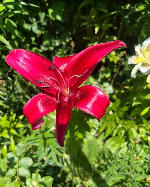 19886C1D-198E-4BBC-A076-2D8D7403988F - Crini 2016 2023