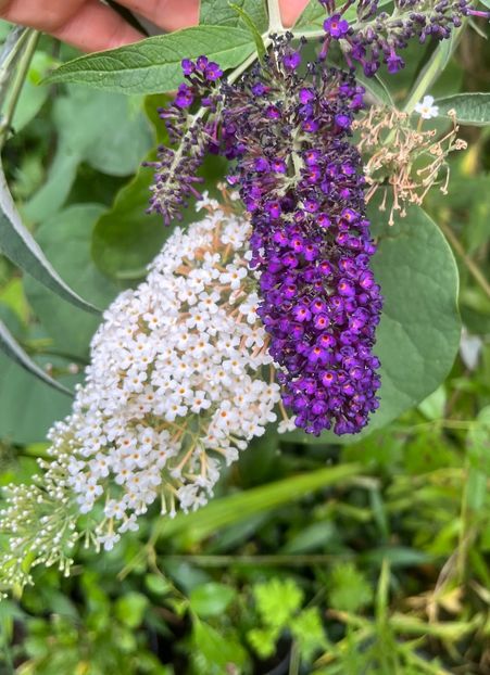 82249597-C559-4DFB-9097-8CF92677140F - Arbusti 2017 23 24