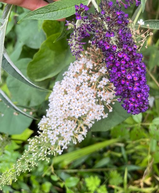 7A57DF72-05BF-4C38-8A1F-8A77D5FCDF5B - Arbusti 2017 23 24