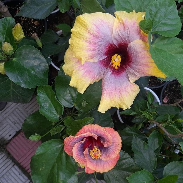 04.07.2023 - HIBISCUSI 2023-1