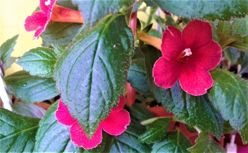  - Frumosi mei achi astazi