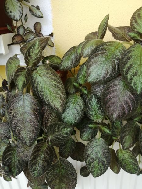  - EPISCIA