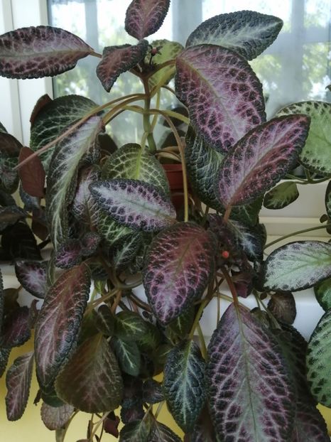  - EPISCIA