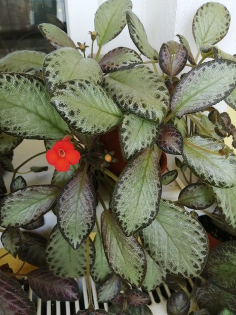  - EPISCIA