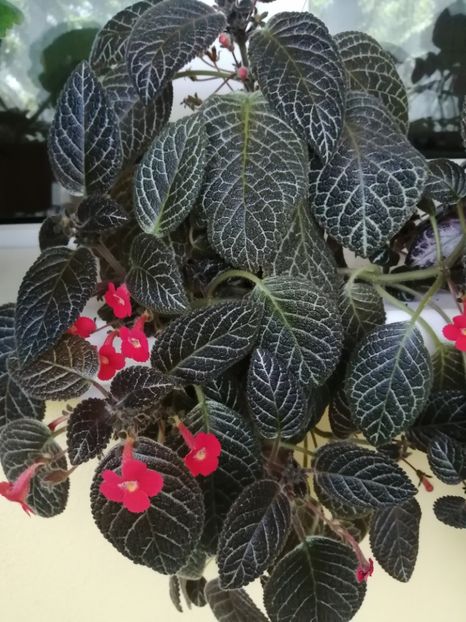  - EPISCIA