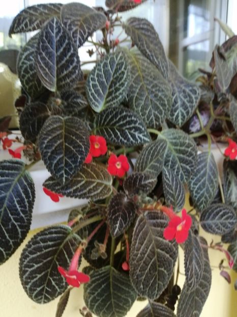  - EPISCIA