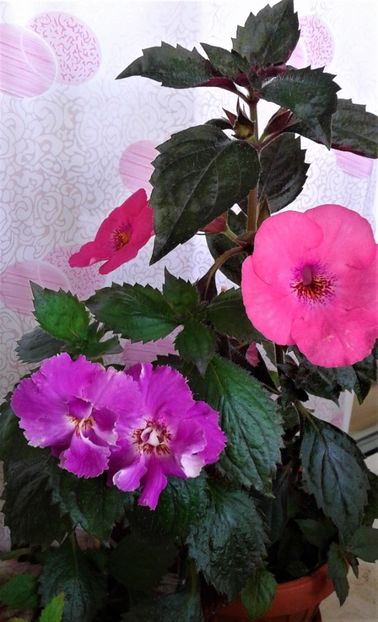  - 000014 ACHIMENES