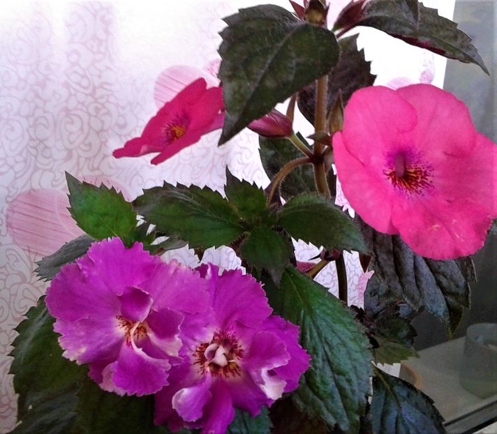  - 000014 ACHIMENES