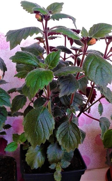 - 000014 ACHIMENES
