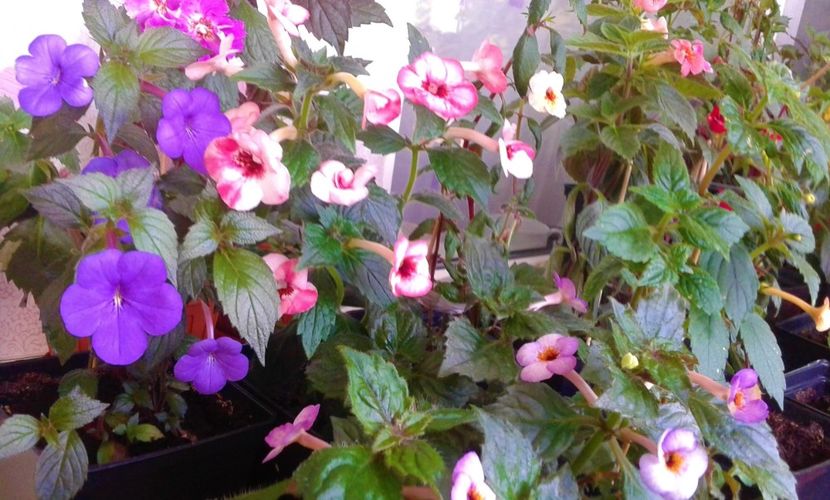  - 000014 ACHIMENES