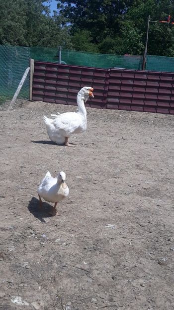 Screenshot_20230704-120859_Gallery - Gaste