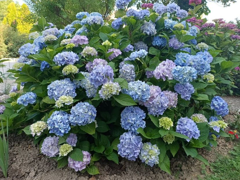 Img.2023.06.26 - Grădina mea