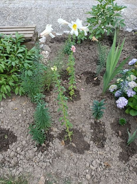 Img.2023.06.26 - Grădina mea