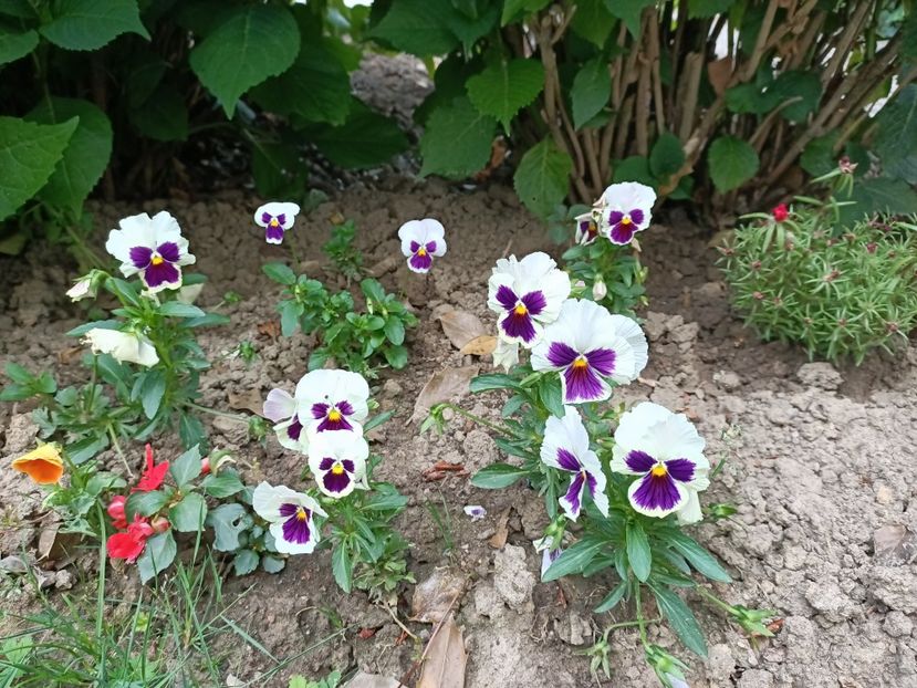 Img.2023.06.26 - Grădina mea