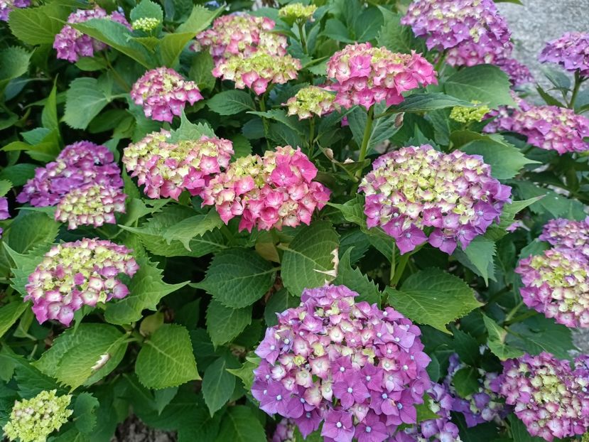 Img.2023.06.26 - Grădina mea