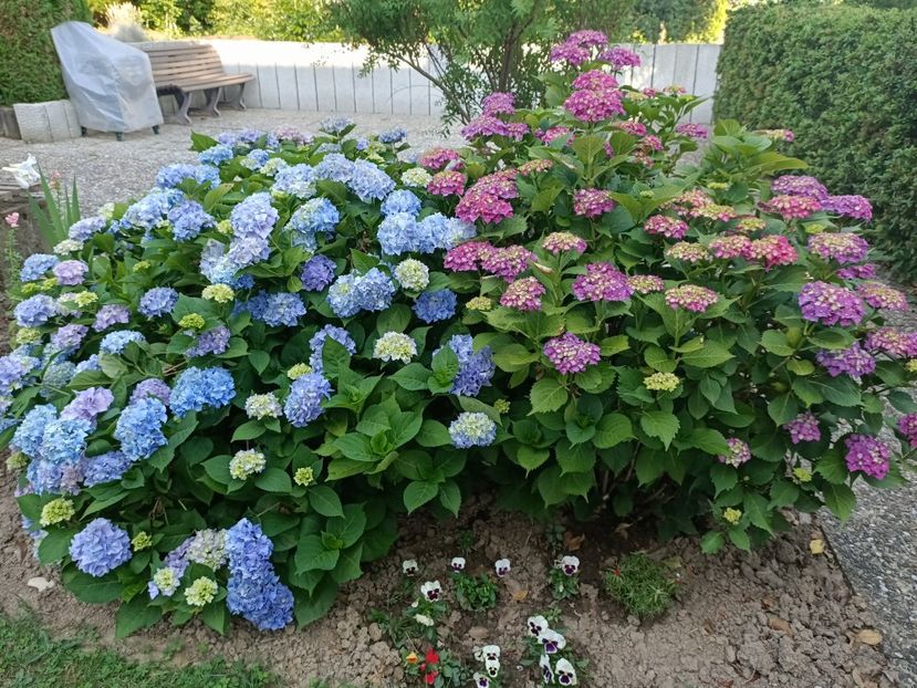 Img.2023.06.26 - Grădina mea