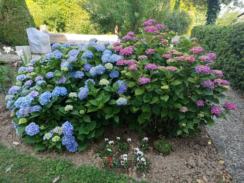 Img.2023.06.26 - Grădina mea