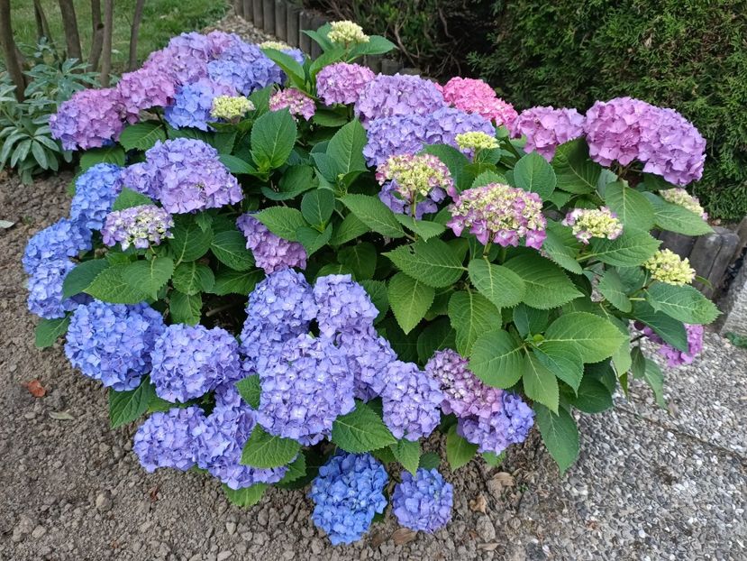 Img.2023.06.26 - Grădina mea