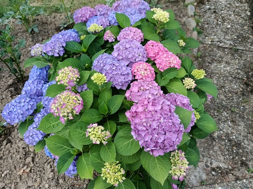 Img.2023.06.26 - Grădina mea