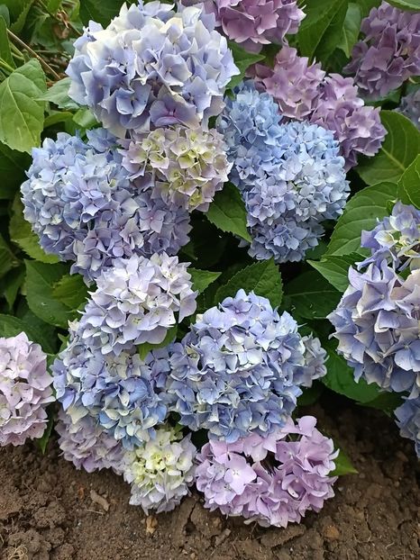 Img.2023.06.30 - Grădina mea