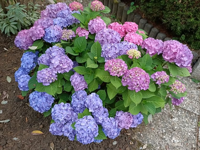 Img.2023.06.30 - Grădina mea