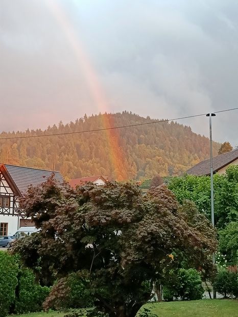 Img.2023.07.01 - Grădina mea