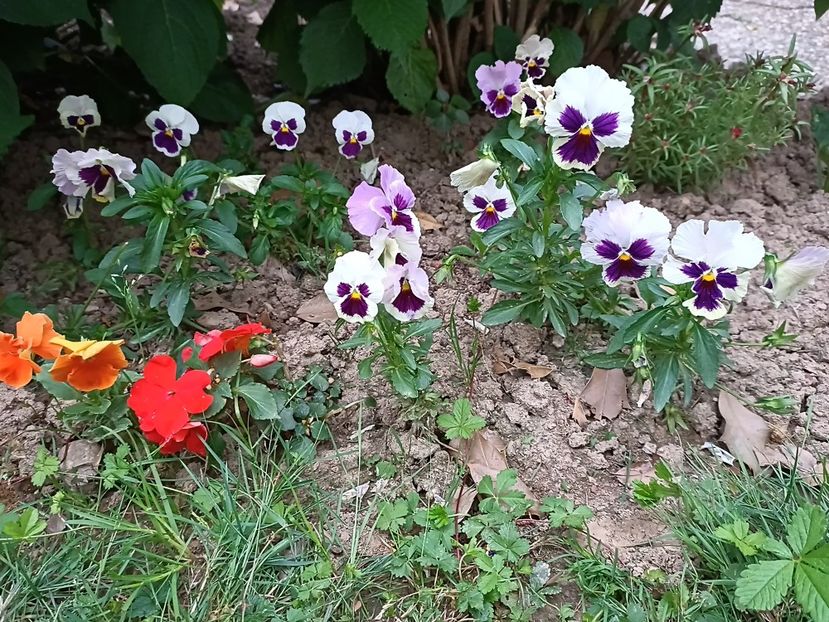 Img.2023.07.03 - Grădina mea