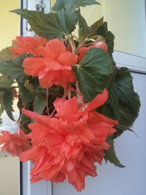  - Begonii curgatoare