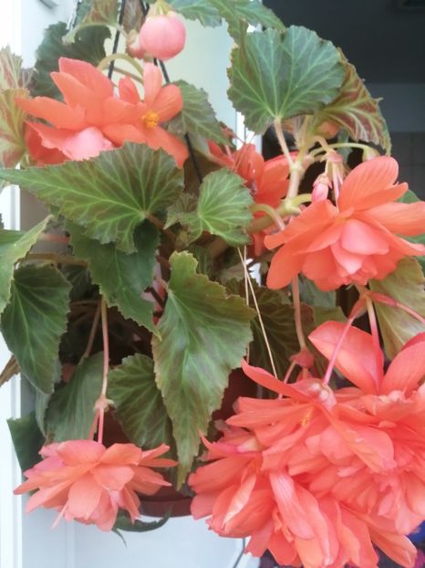 - Begonii curgatoare