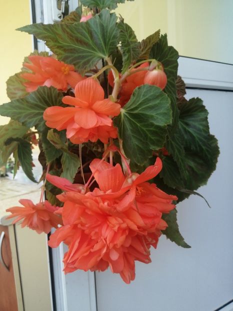  - Begonii curgatoare
