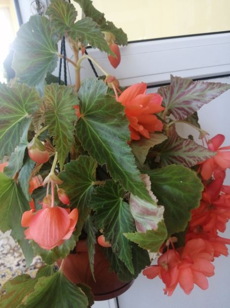  - Begonii curgatoare