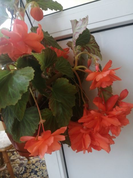  - Begonii curgatoare