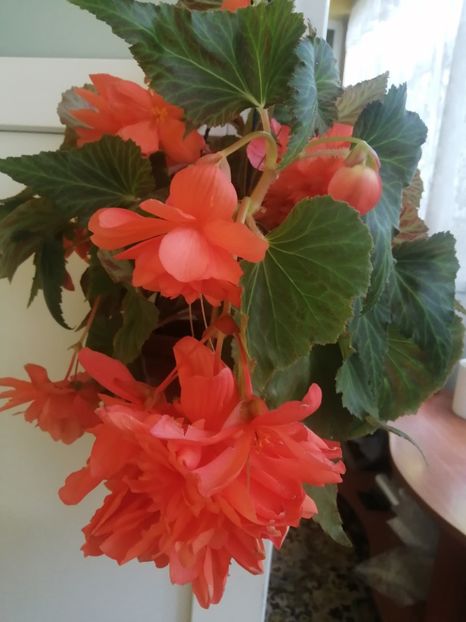  - Begonii curgatoare