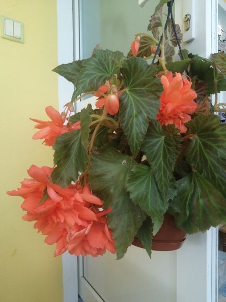  - Begonii curgatoare