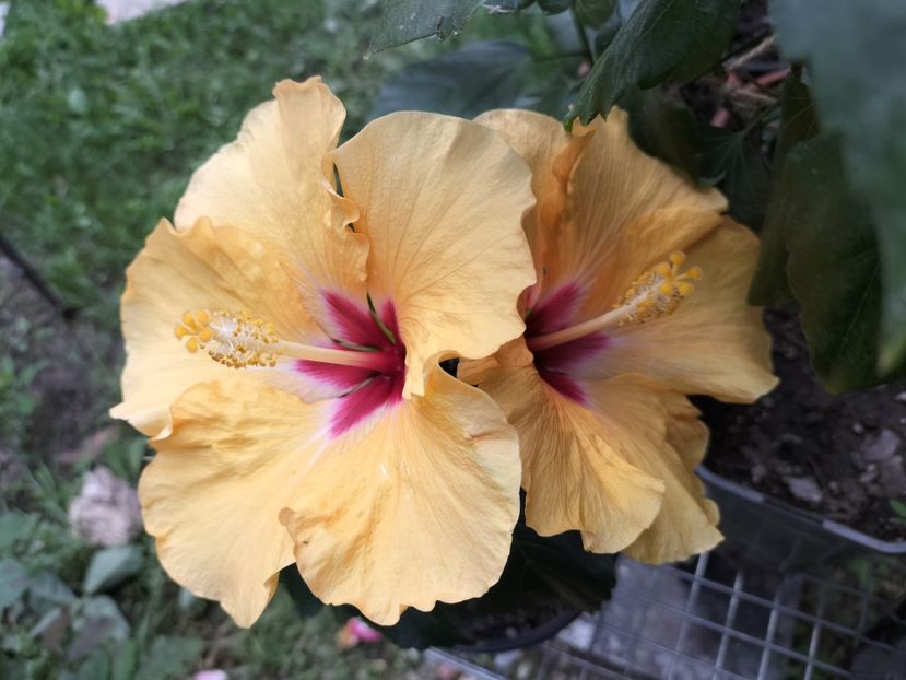 IMG20230704163845 - hibiscusi