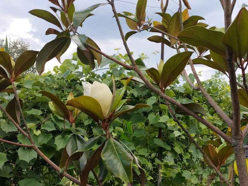 IMG20230704164149 - Magnolia grandiflora gallisoniensis