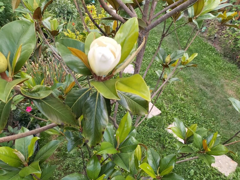 IMG20230704164129 - Magnolia grandiflora gallisoniensis