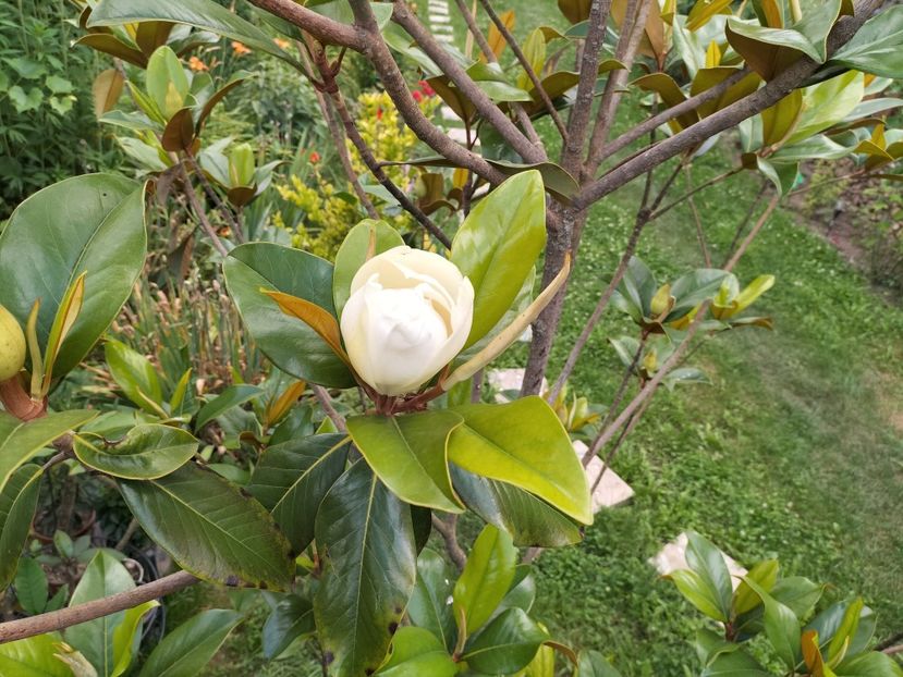 IMG20230704164127 - Magnolia grandiflora gallisoniensis