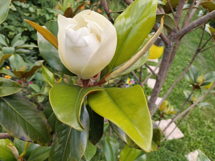 IMG20230704164123 - Magnolia grandiflora gallisoniensis
