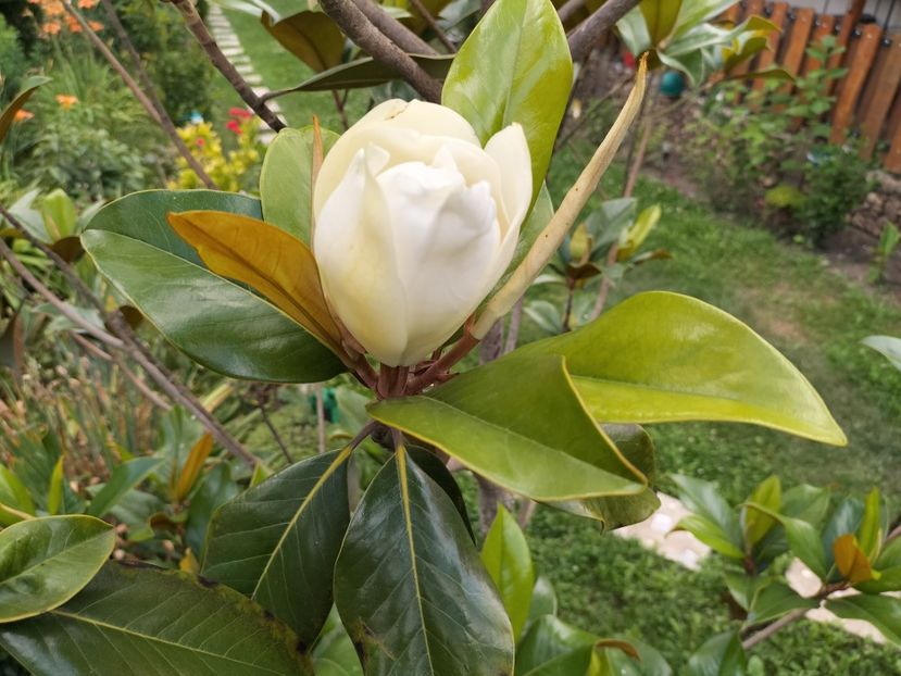 IMG20230704164119 - Magnolia grandiflora gallisoniensis