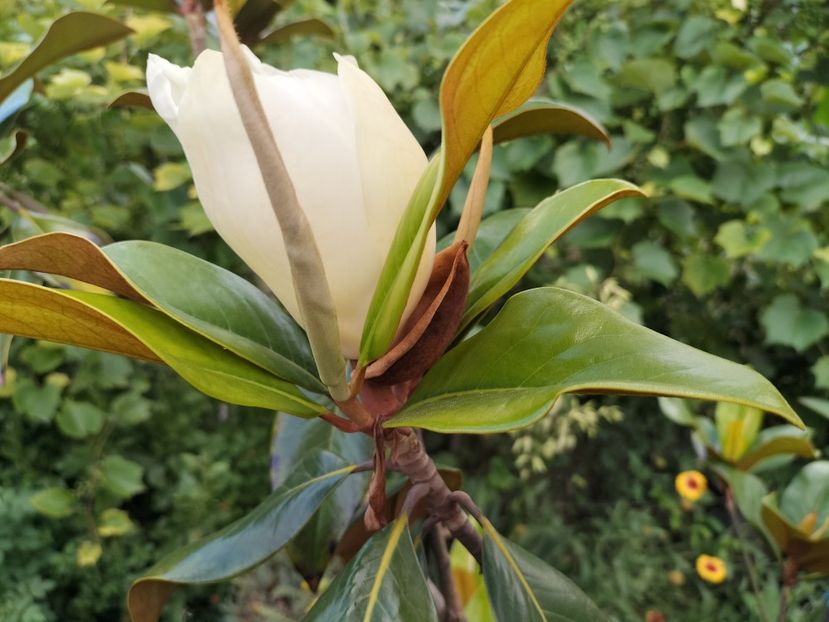 IMG20230704164025 - Magnolia grandiflora gallisoniensis