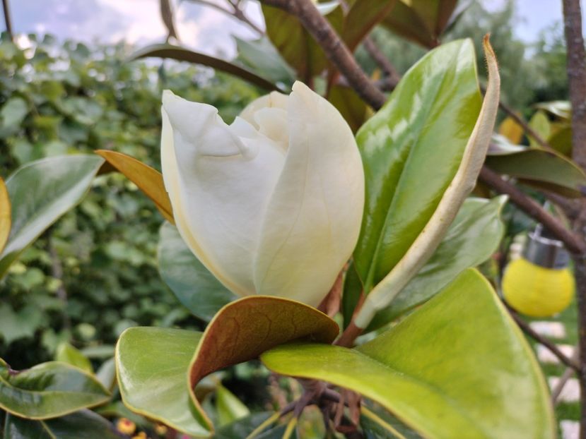 IMG20230704164018 - Magnolia grandiflora gallisoniensis