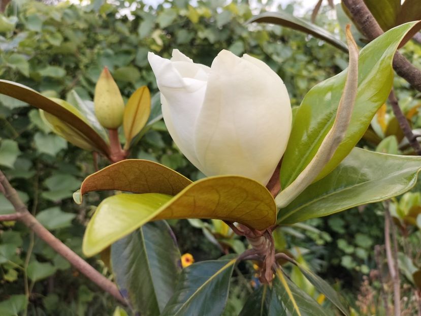 IMG20230704164013 - Magnolia grandiflora gallisoniensis