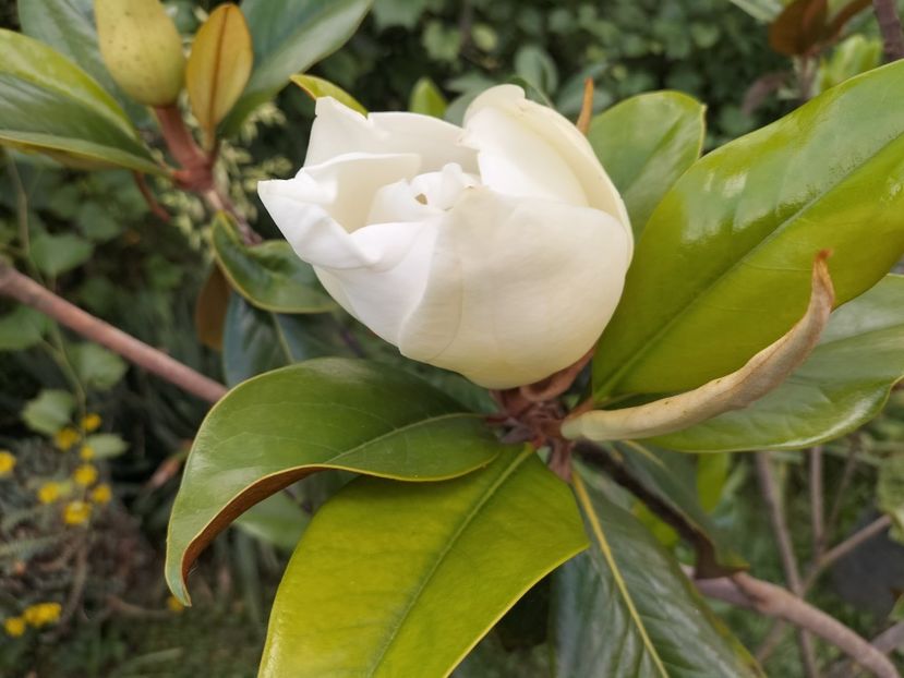 IMG20230704164009 - Magnolia grandiflora gallisoniensis