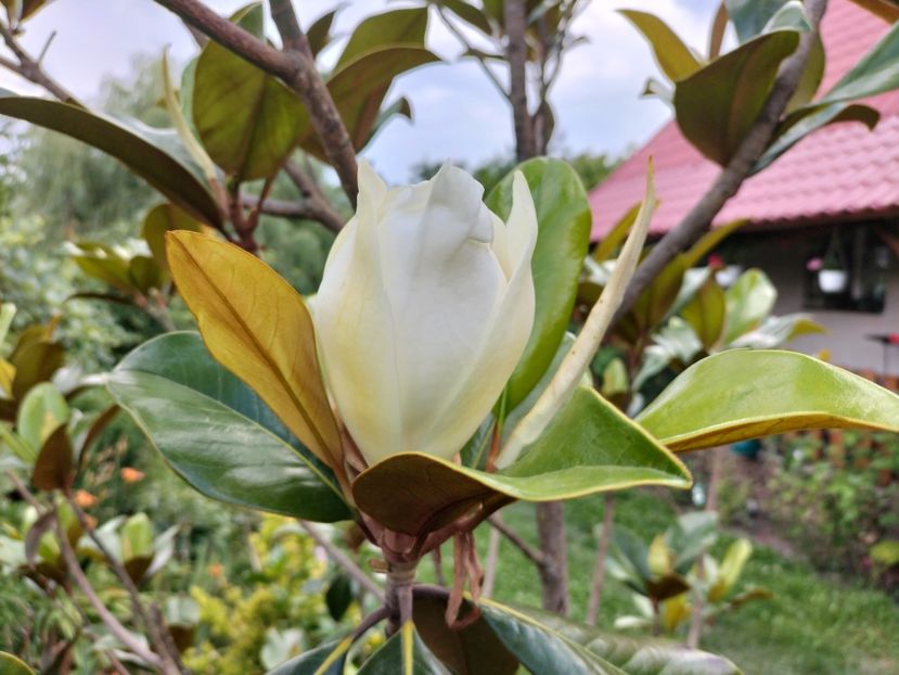IMG20230704163901 - Magnolia grandiflora gallisoniensis