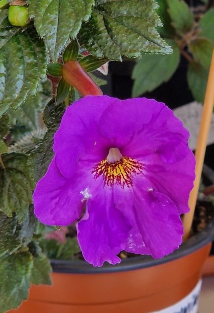 Crowning day - Achimenes 2023